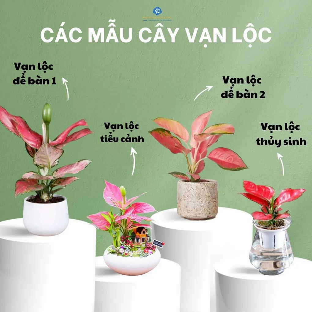 Cây Vạn Lộc đỏ có vẻ đẹp lôi cuốn làm khu vườn trở nên nổi bật và ấn tượng