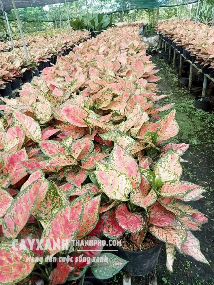 Cây vạn lộc đỏ được minh họa như lựa chọn phong thủy hợp mệnh với sắc lá đỏ may mắn