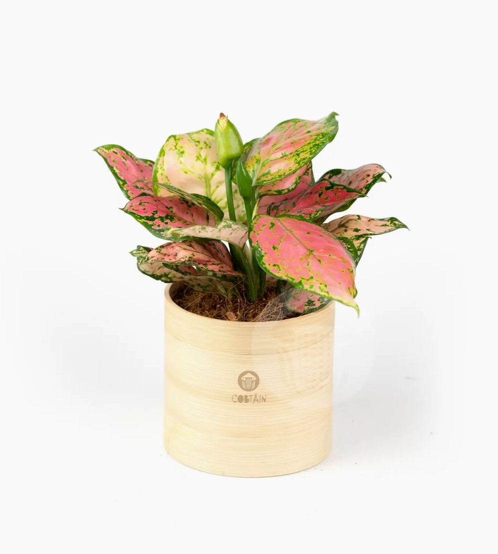 Cây Vạn Lộc đỏ mini mang sắc màu may mắn và tài lộc cho gia chủ