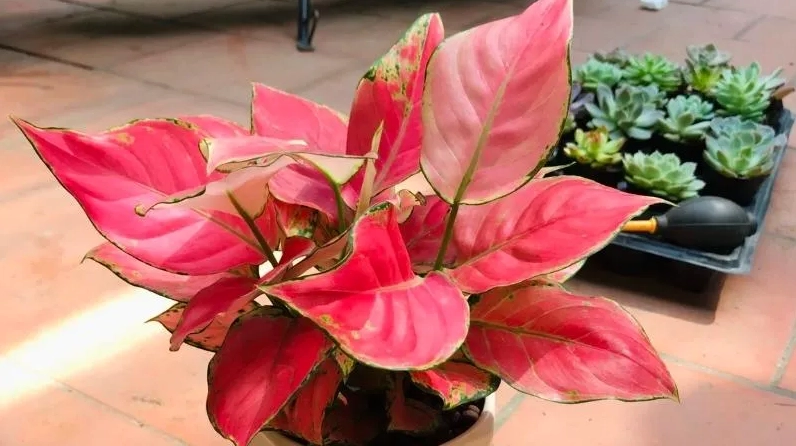 Cây Vạn Lộc đỏ mini với sắc lá đỏ hồng rực rỡ tượng trưng cho may mắn