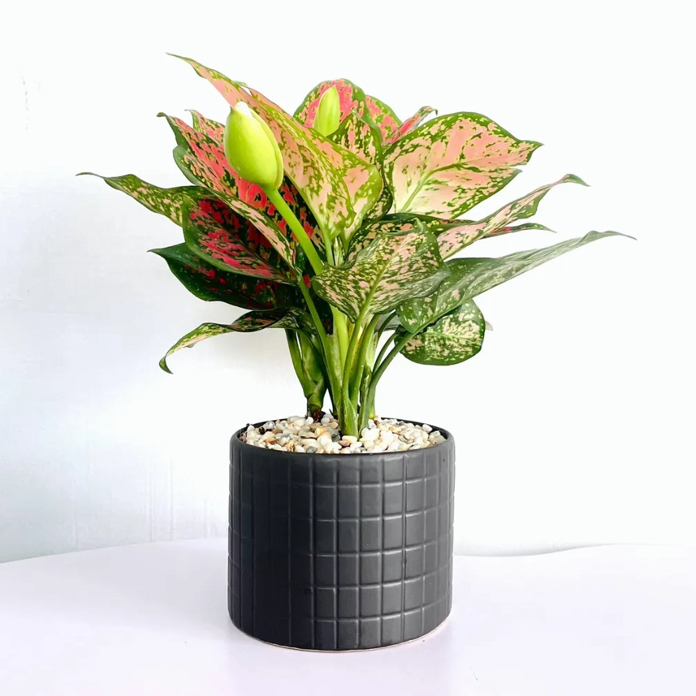 Cây Vạn Lộc đỏ rực rỡ khi ra hoa gợi biểu tượng may mắn và thịnh vượng