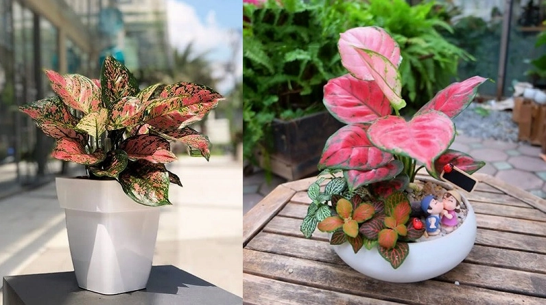 Cây vạn lộc đỏ trong góc chụp phong thủy với màu lá rực rỡ tượng trưng cho may mắn