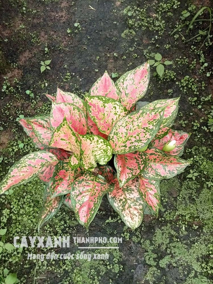 Cây Vạn Lộc đỏ với tán lá hồng đỏ nổi bật trên nền xanh mềm mại