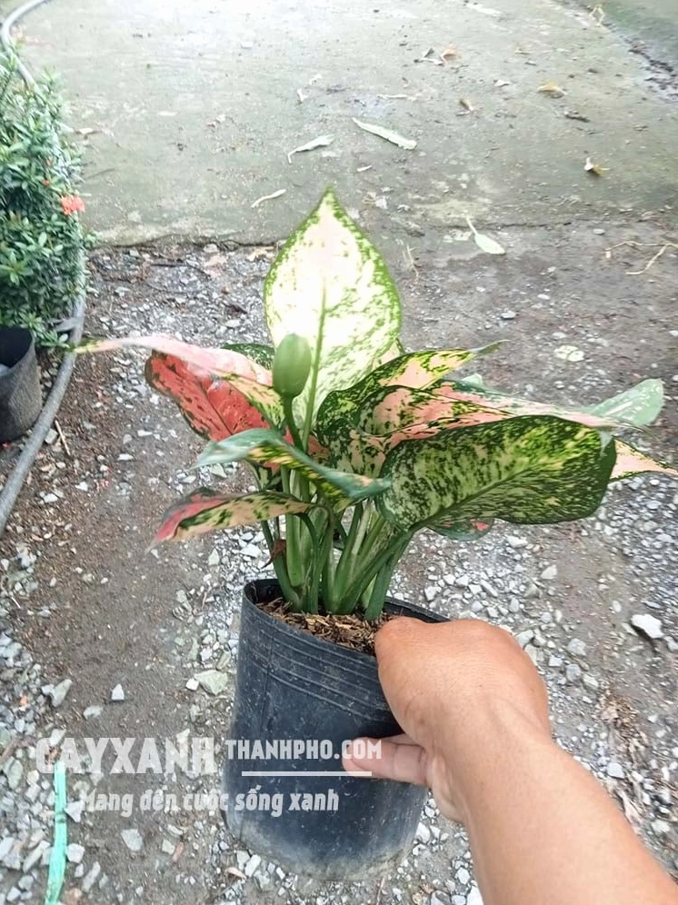 Cây vạn lộc được đặt trong bối cảnh phong thủy để gợi ý sự hài hòa với tuổi và không gian sống