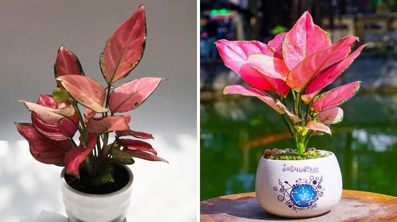 Cây vạn lộc được dùng làm cây trang trí với sắc lá tươi sáng trong không gian sống