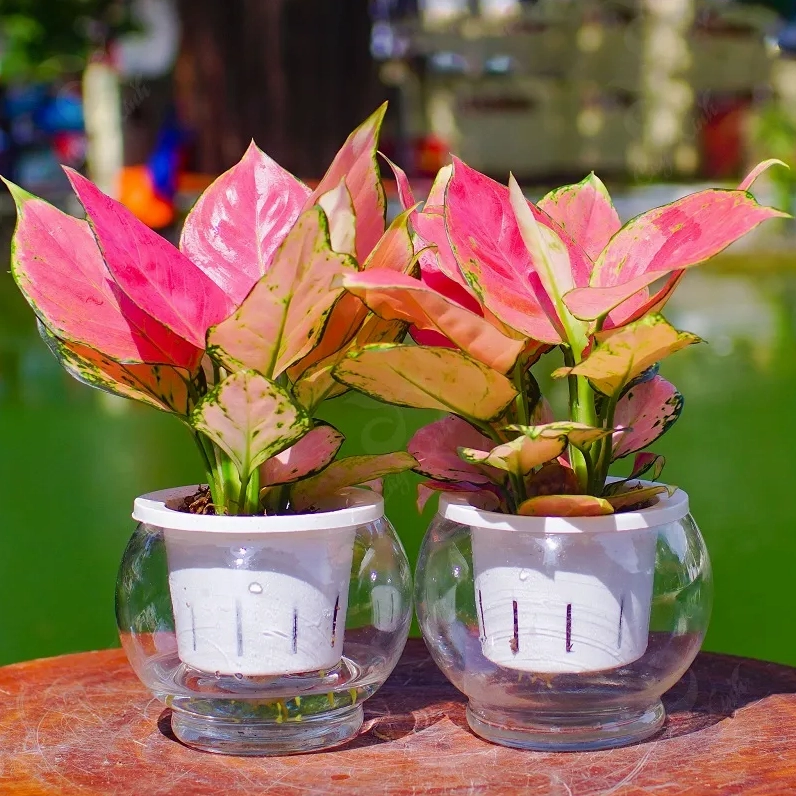 Cây Vạn Lộc lá đỏ phù hợp với người mệnh Hỏa trong không gian sống hiện đại