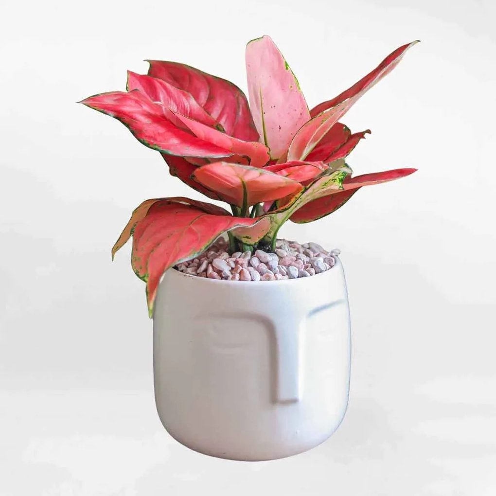 Cây Vạn Lộc làm điểm nhấn cho khu vườn xanh và không gian sống nhiều may mắn