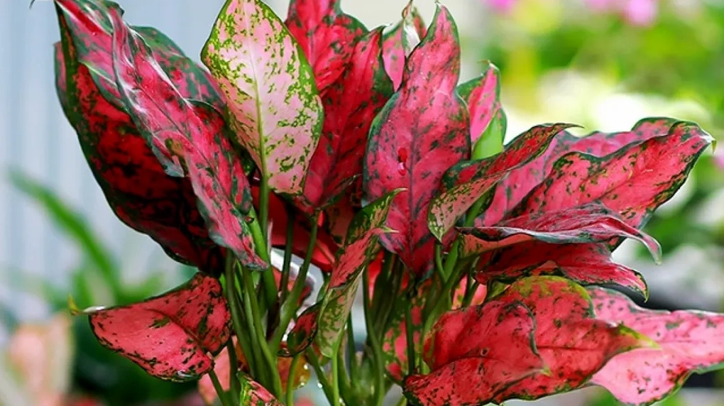 Cây Vạn Lộc mini giúp không gian sạch mát và giàu cảm giác thư thái