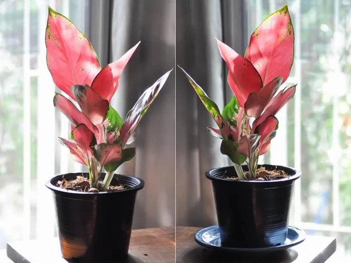 Cây Vạn Lộc mini mang ý nghĩa phong thủy về tài lộc và bình an cho gia chủ