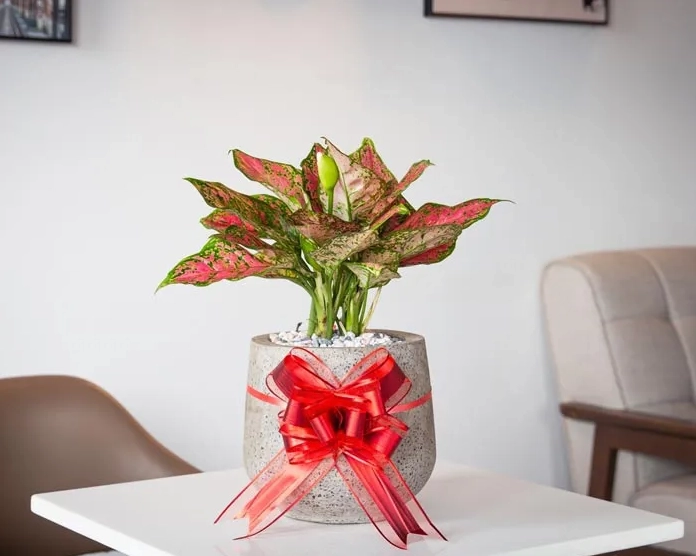 Cây Vạn Lộc mini trang trí không gian nhỏ với sắc lá tươi và năng lượng tích cực