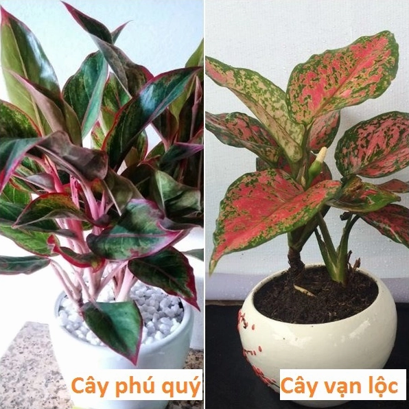 Cây vạn lộc phát triển thành bụi nhỏ với nhiều lá đỏ hồng xếp lớp tự nhiên