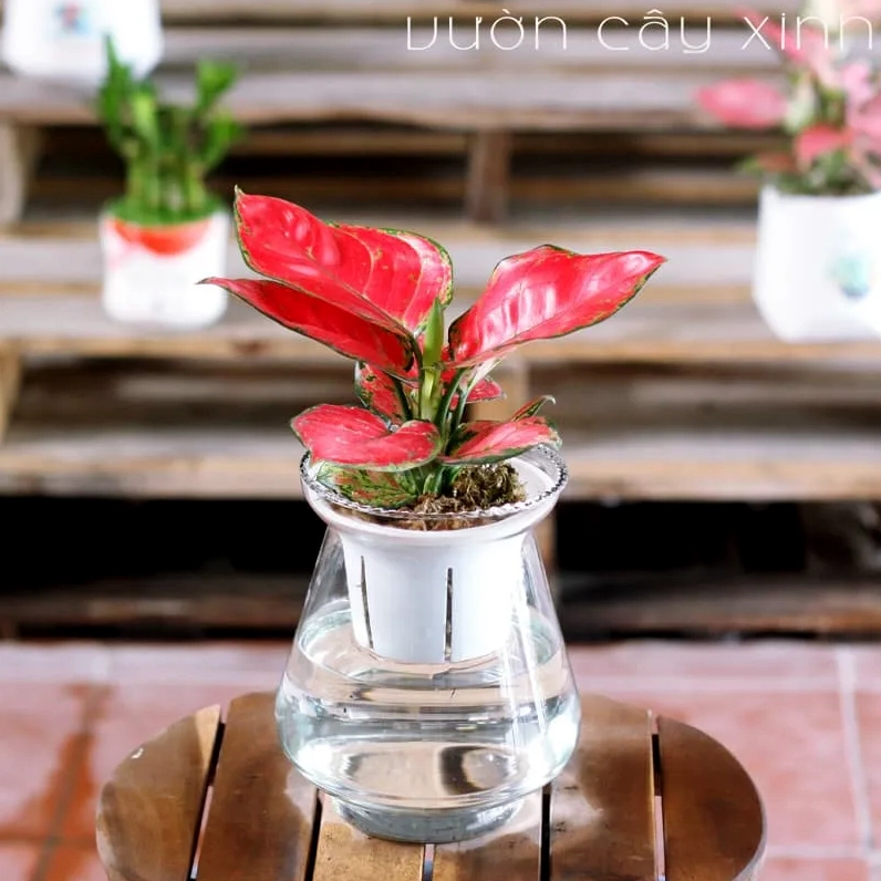 Cây Vạn Lộc thủy sinh thanh lịch trong bình nước tạo vẻ đẹp tinh tế cho không gian