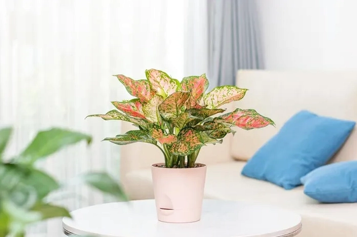 Cây Vạn Lộc trang trí phòng khách hiện đại tạo không gian sống xanh mát và tinh tế