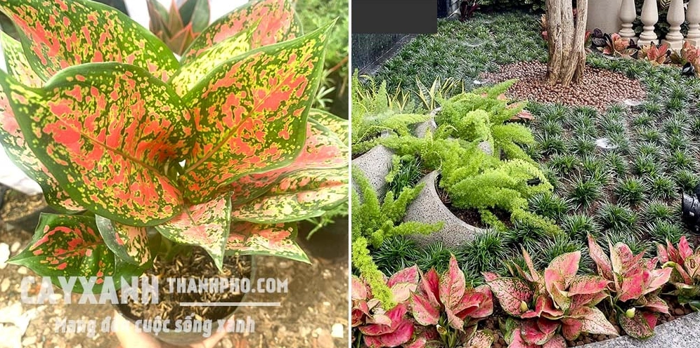 Cây vạn lộc trong chậu nhỏ với lá xanh đỏ xòe đều như một bó hoa lá rực rỡ