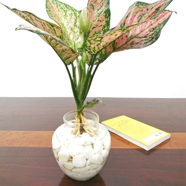 Cây vạn lộc trong khung hình chăm sóc với lá đỏ xanh nổi bật và thân cây chắc khỏe