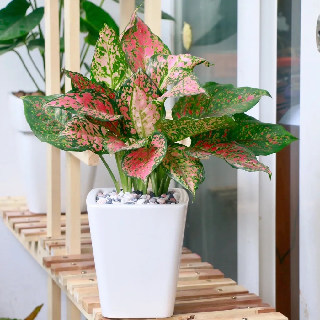 Cây Vạn Lộc trồng trong chậu đặt ban công giúp không gian xanh mát và thoáng đãng