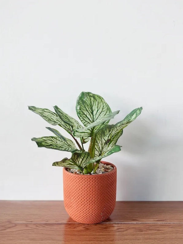 Cây Vạn Lộc với lá xanh mướt tạo điểm nhấn giàu sức sống cho khu vườn