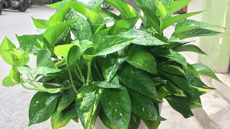 Cây Vạn Niên Thanh có lá lớn bóng đẹp, xanh mướt và khỏe khoắn, thích hợp làm nền xanh trong nhà
