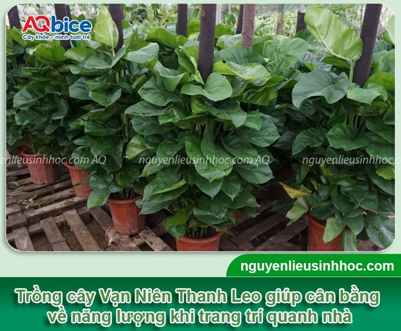 Cây Vạn Niên Thanh leo cột xanh mướt với tán lá dày tạo điểm nhấn thanh lịch trong không gian nội thất