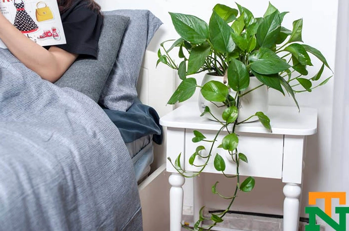 Cây Vạn Niên Thanh leo được bố trí trong phòng ngủ với sắc xanh dịu giúp không gian trở nên thư thái