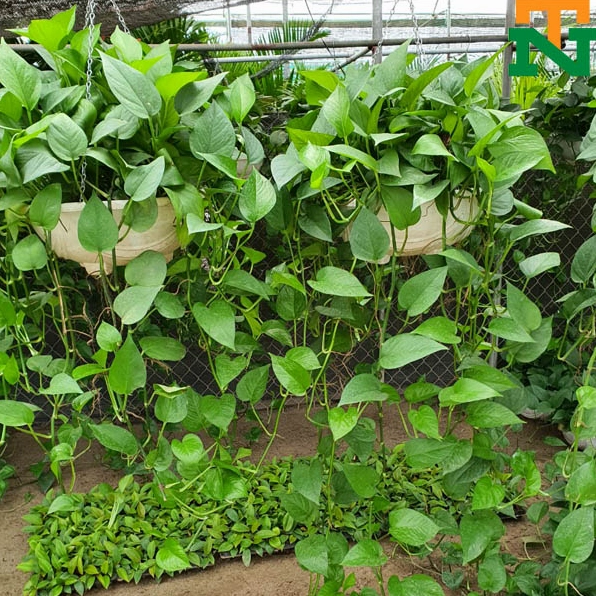 Cây Vạn Niên Thanh leo với tán lá xanh dày và dáng cây gọn đẹp thích hợp trang trí nhà ở