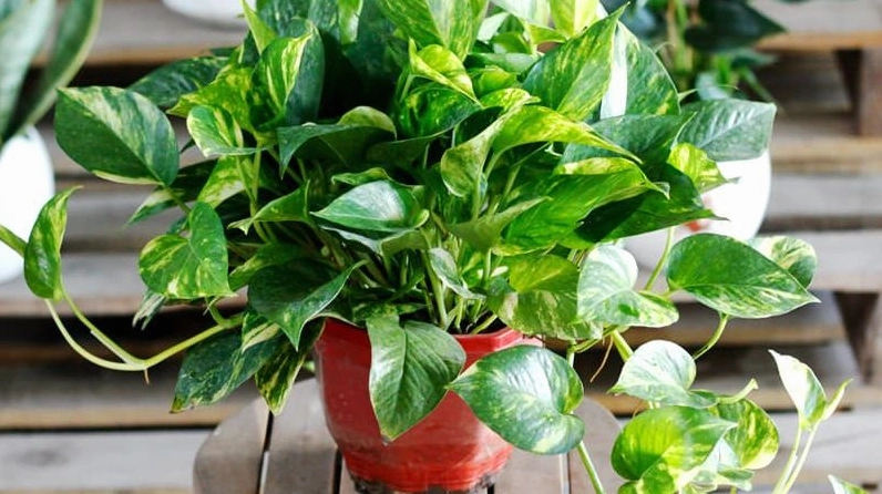 Cây Vạn Niên Thanh xanh tươi được đặt trong không gian sống như biểu tượng phong thủy của may mắn và thịnh vượng