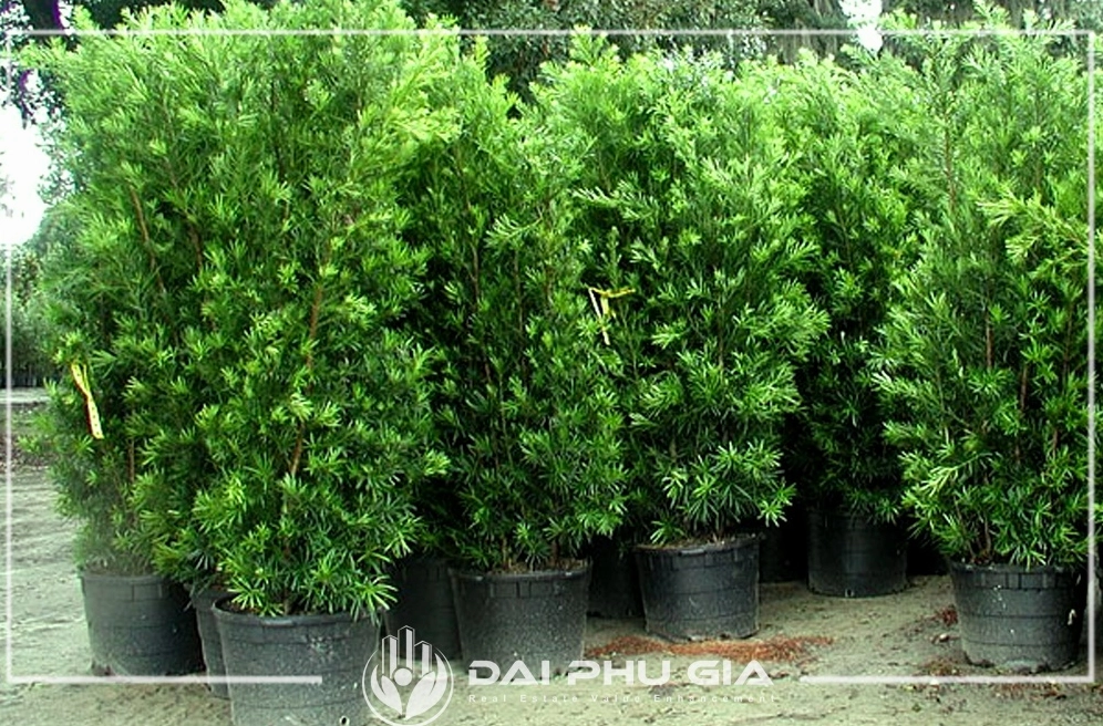 Cây Vạn Niên Tùng cảnh quan dáng vững chãi với sắc xanh trầm phù hợp không gian sân vườn