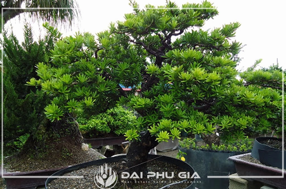 Cây Vạn Niên Tùng dáng ngoài trời có tán lá xanh trải đều và thân cây chắc khỏe