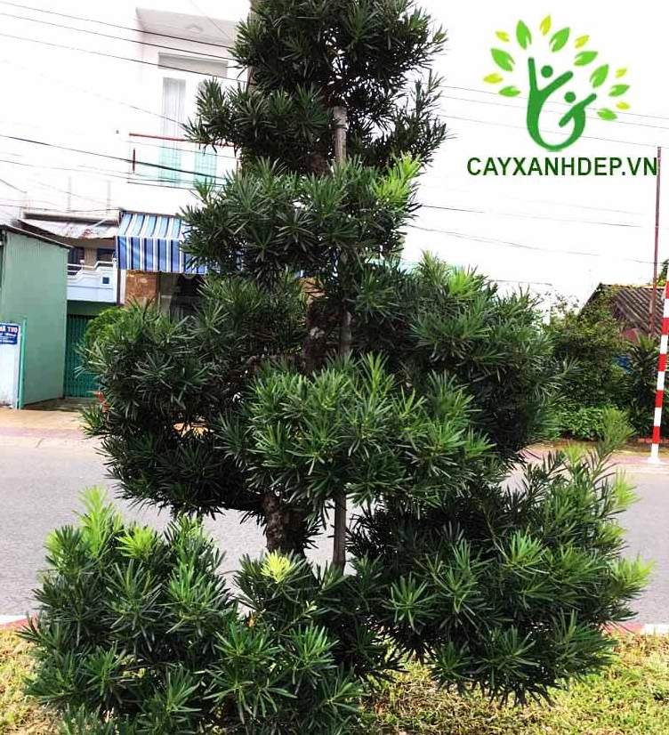 Cây Vạn Niên Tùng hay Tùng La Hán với dáng cây trang nghiêm và mảng lá xanh đậm