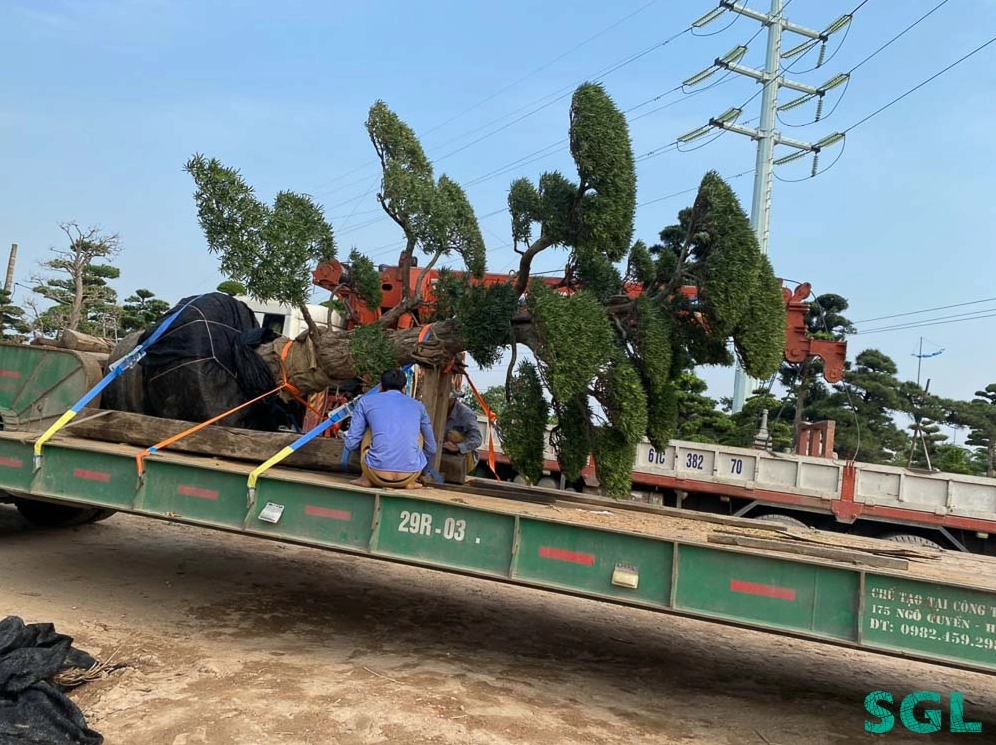 Cây Vạn Niên Tùng lớn đang được vận chuyển cẩn thận để giữ nguyên dáng tán và bộ rễ