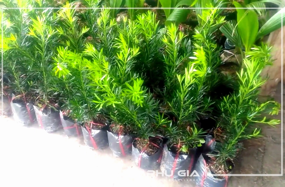 Cây Vạn Niên Tùng tán xanh chắc khỏe thể hiện vẻ đẹp bền lâu của nhóm cây tùng cảnh