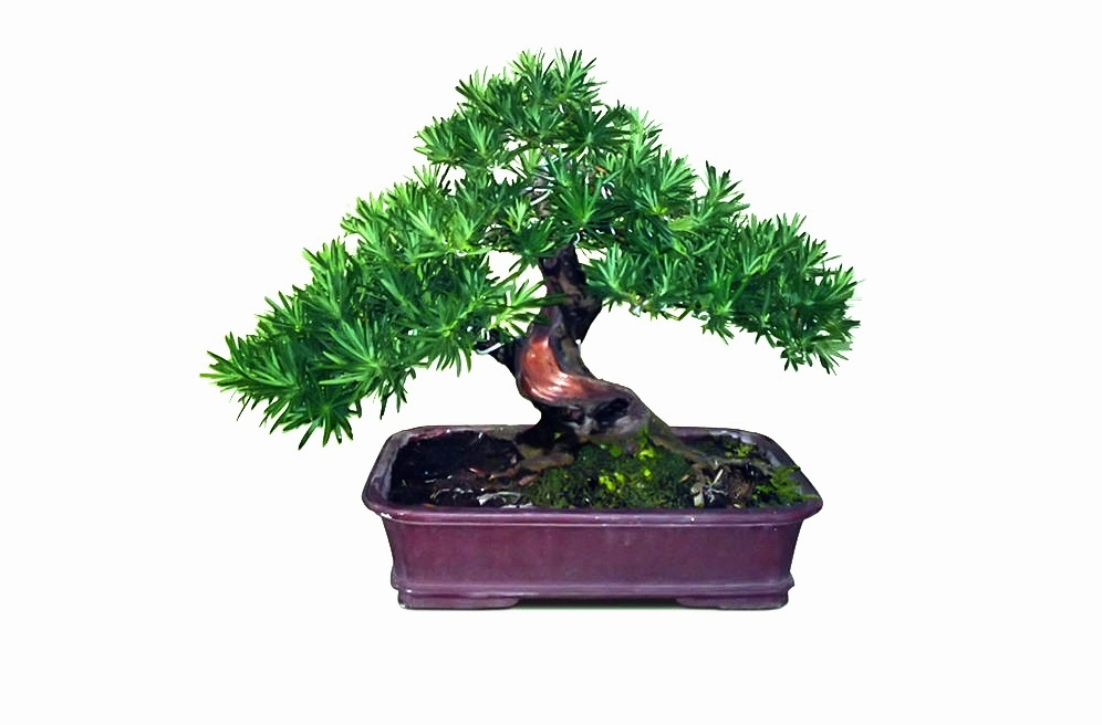 Cây Vạn Niên Tùng thân vững tán xanh được trồng làm điểm nhấn cảnh quan ngoài trời