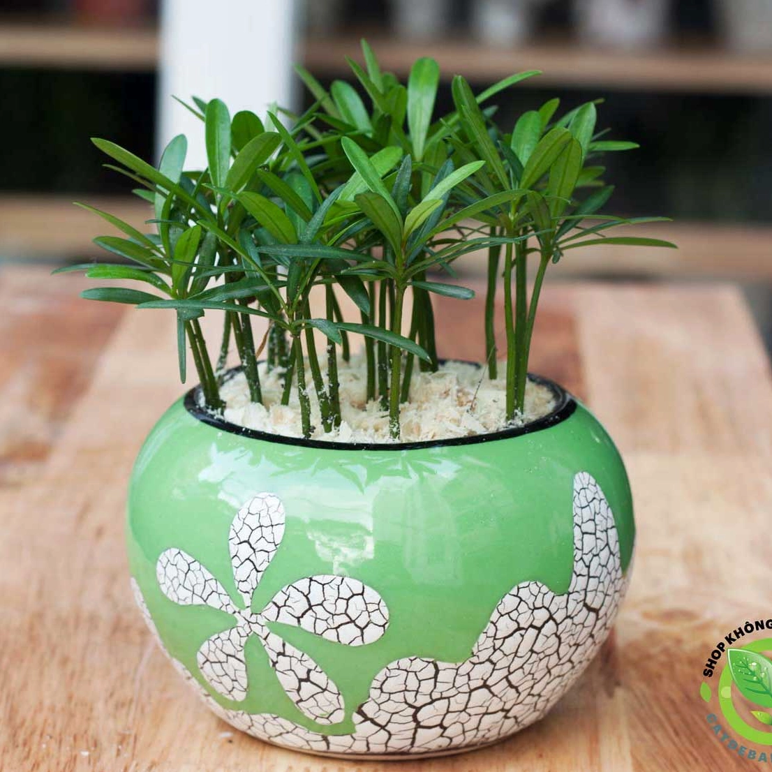 Cây Vạn Niên Tùng xanh mướt được tạo dáng mềm mại phù hợp trang trí bàn làm việc
