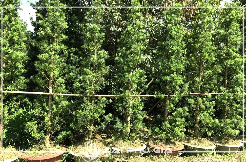 Cây Vạn Niên Tùng xanh tốt với dáng thân trang nhã phù hợp sân vườn và tiểu cảnh