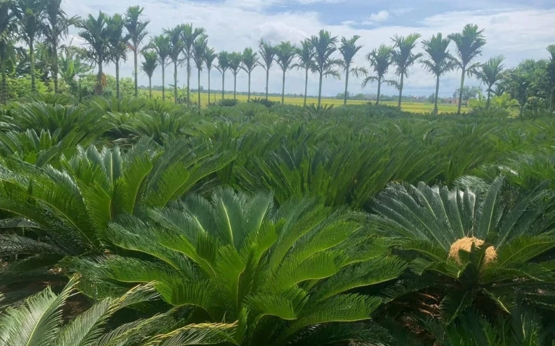 Cây Vạn Tuế dáng đẹp được trưng bày để lựa chọn cho sân vườn và công trình