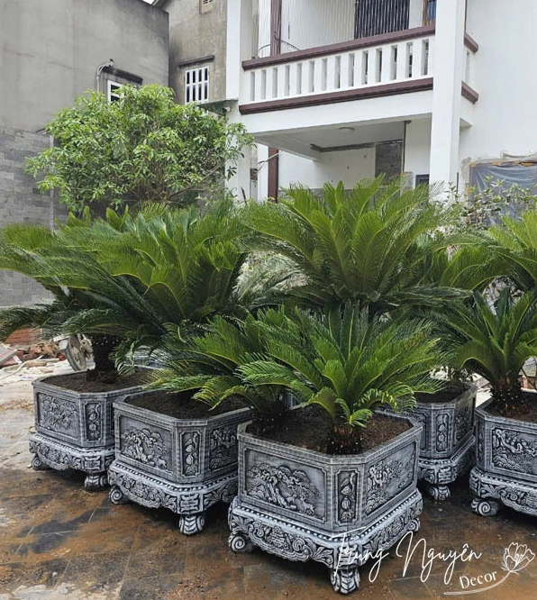 Cây Vạn Tuế dáng mạnh mẽ, tỏa tán cân đối, thích hợp làm điểm nhấn bền vững trong sân vườn