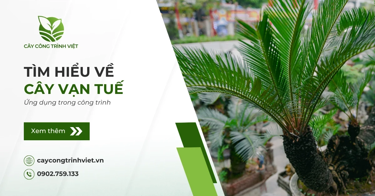 Cây Vạn Tuế trong công trình cảnh quan với dáng lá xanh xòe rộng đầy ấn tượng