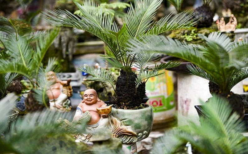 Cây Vạn Tuế trong không gian phong thủy biểu trưng cho sự trường tồn và may mắn