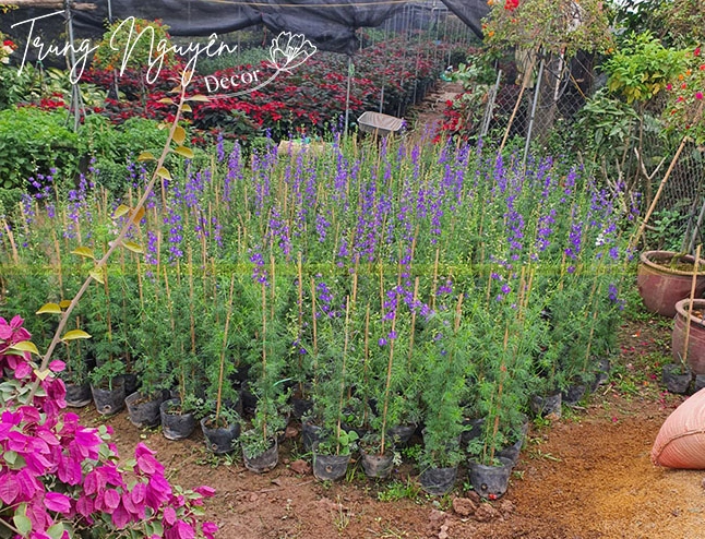Cây Violet tím gợi ý nghĩa thủy chung với cụm hoa nở xum xuê trên nền lá xanh