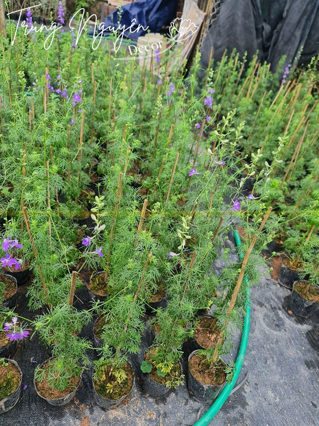 Cây Violet tím khỏe mạnh với hoa nở rõ nét và lá xanh mướt trong chậu