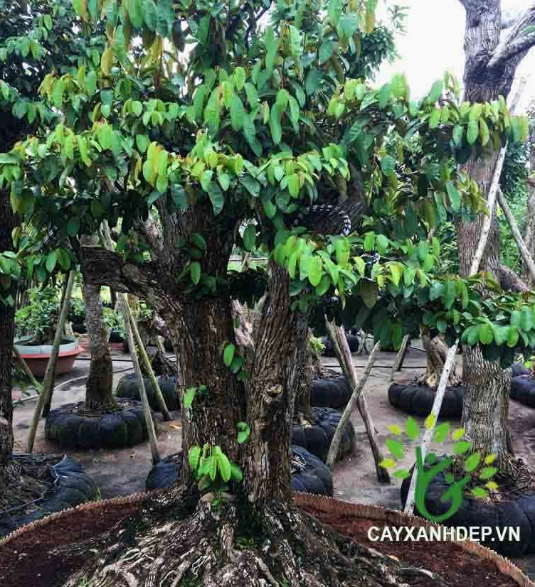 Cây Vú Sữa Cổ Thụ bonsai với thân già uốn thế và tán lá xanh tạo vẻ cổ kính