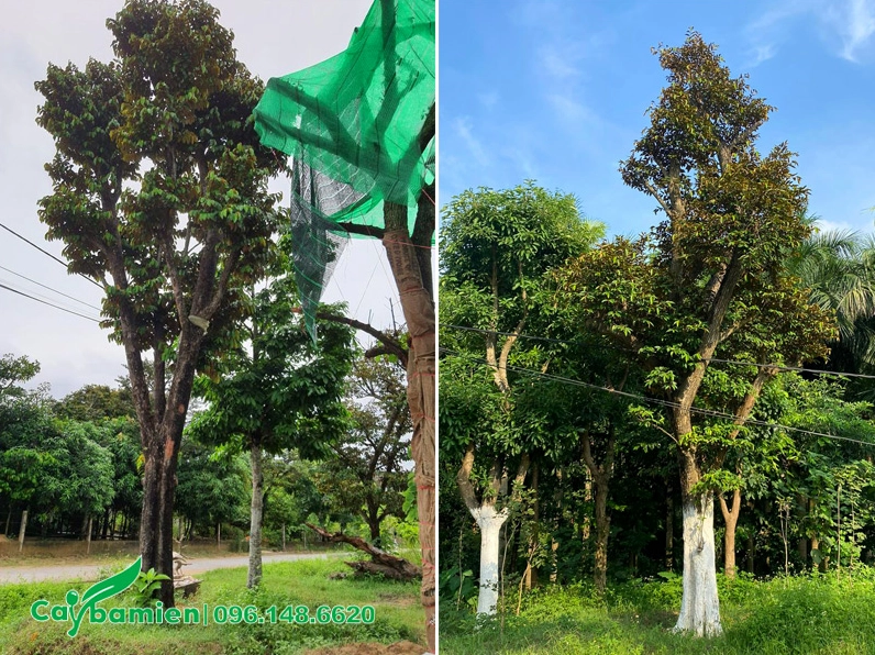 Cây Vú Sữa cổ thụ cao khoảng 8 đến 9m đứng nổi bật với tán lá cao rộng và thân già đẹp mắt
