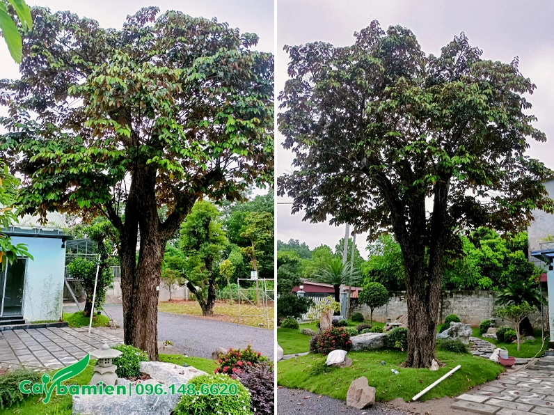 Cây Vú Sữa cổ thụ trồng trong sân vườn biệt thự với tán rộng, dáng đẹp và vẻ sang trọng
