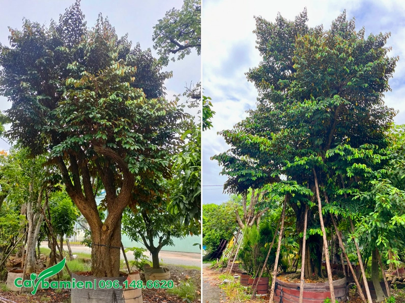 Cây Vú Sữa cổ thụ với gốc lớn khoảng 30cm vươn tán xanh dày, toát lên vẻ bề thế và cổ kính trong không gian sân vườn