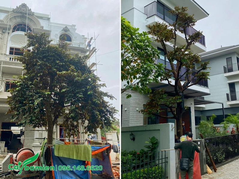 Cây Vú Sữa được trồng trước nhà để lấy bóng mát, tán lá dày phủ dịu khoảng sân