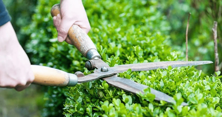 Cây xanh được cắt tỉa và tạo hình mềm mại để làm nổi bật bố cục sân vườn