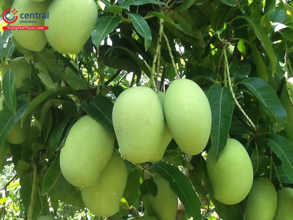 Cây Xoài Mangifera indica L. hiện lên với tán lá xanh rậm và dáng cây nhiệt đới khỏe khoắn