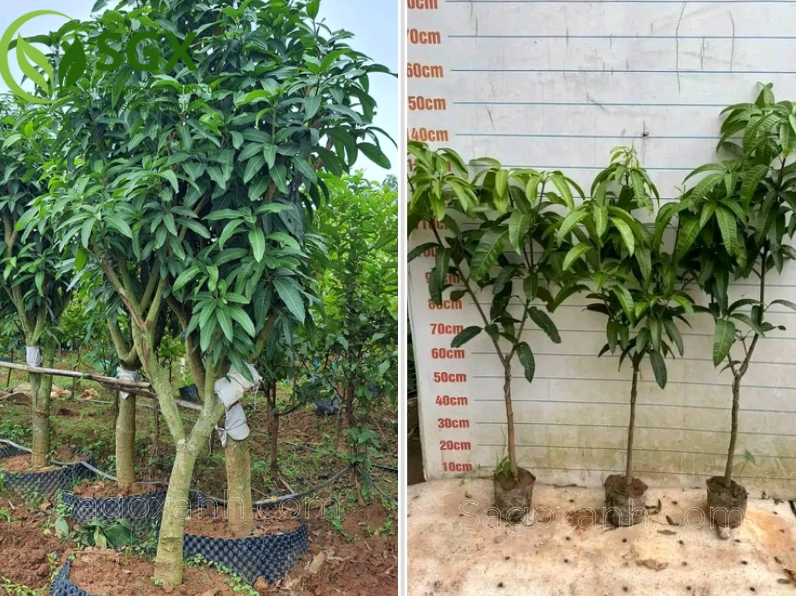 Cây Xoài phát triển xanh tốt với hình dáng gần gũi trong vườn nhà