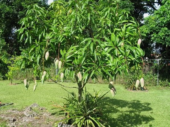 Cây Xoài ra nhiều quả trong khu vườn sáng nắng thể hiện sức sống mạnh mẽ