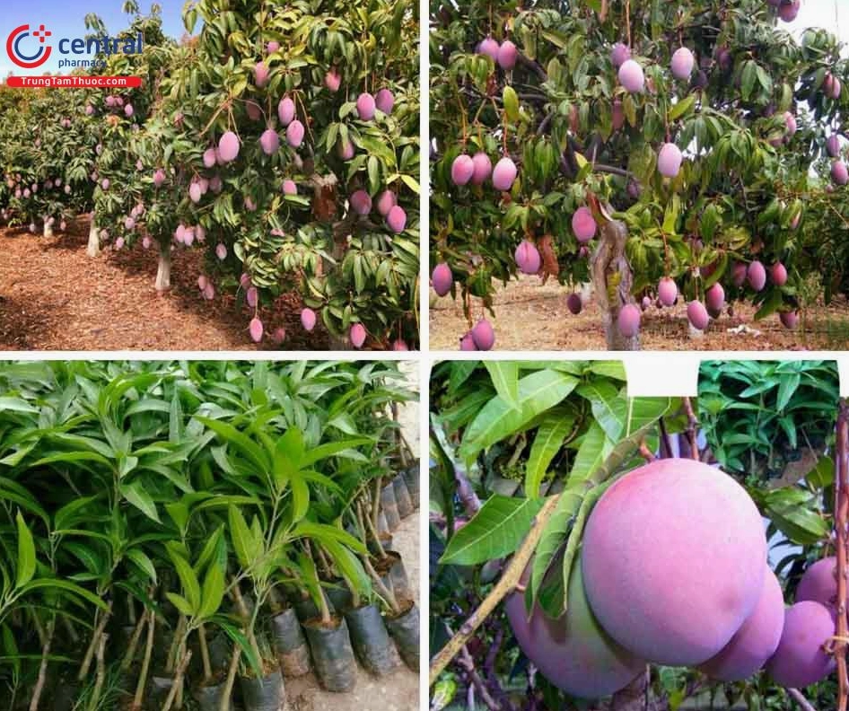 Cây xoài tím với quả có lớp vỏ tím bắt mắt tạo điểm nhấn lạ trong bộ sưu tập